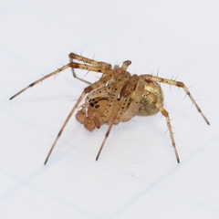Pityohyphantes