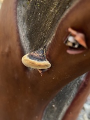 Phellinus arctostaphyli