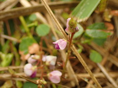 Grona heterocarpos