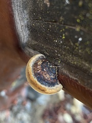 Phellinus arctostaphyli