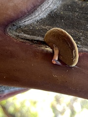 Phellinus arctostaphyli