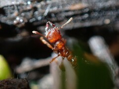 Amblyopone ferruginea