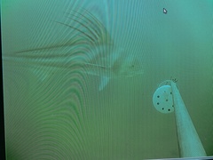 Roosterfish photo 3
