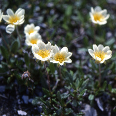 Dryas hookeriana