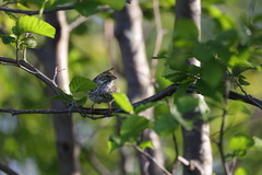 Passerculus sandwichensis