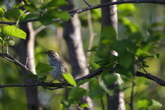 Passerculus sandwichensis
