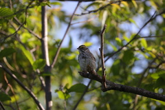 Passerculus sandwichensis