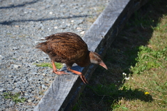 Gallirallus australis australis