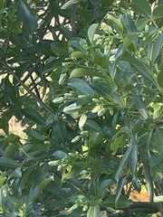 Stomatostemma monteiroae