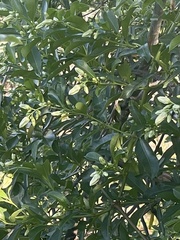 Stomatostemma monteiroae