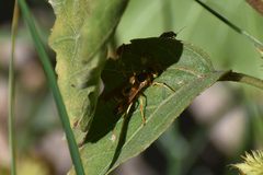 Polistes dorsalis californicus