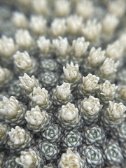 Raoulia bryoides