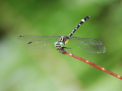 Austrogomphus prasinus