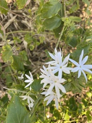 Jasminum
