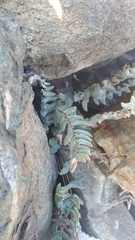 Pellaea bridgesii