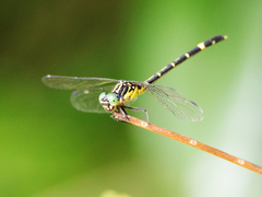 Austrogomphus prasinus