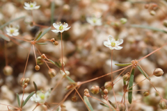 Hypertelis umbellata
