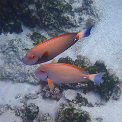 Acanthurus dussumieri