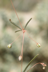 Hypertelis umbellata