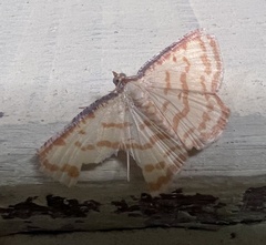 Geometridae