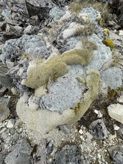 Racomitrium lanuginosum