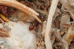 Pogonomyrmex imberbiculus