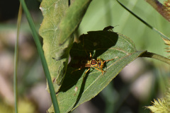 Polistes dorsalis californicus