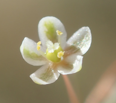 Hypertelis umbellata