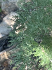 Asparagus suaveolens