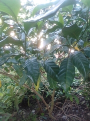 Melicope semecarpifolia