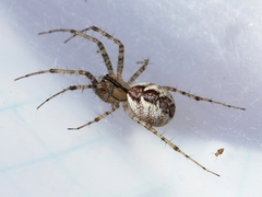 Pityohyphantes