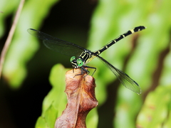 Austrogomphus prasinus