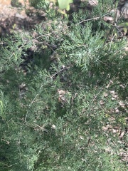 Asparagus suaveolens