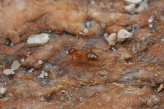 Nylanderia terricola