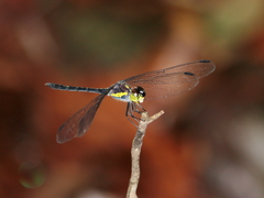 Agrionoptera longitudinalis biserialis