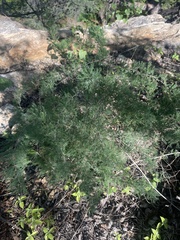 Asparagus suaveolens