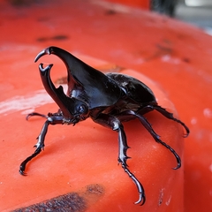 Xylotrupes gideon gideon