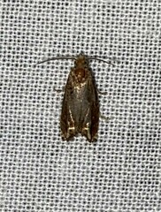 Epiblema abruptana