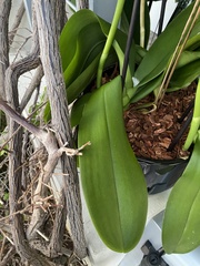 Phalaenopsis aphrodite