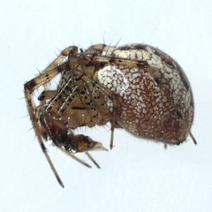 Pityohyphantes