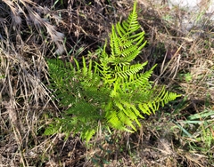 Pteridium aquilinum pseudocaudatum
