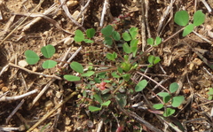 Medicago orbicularis