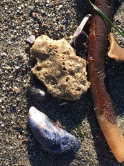 Halichondria panicea