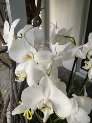 Phalaenopsis aphrodite