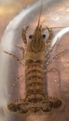 Procambarus