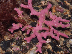 Phymatolithon calcareum