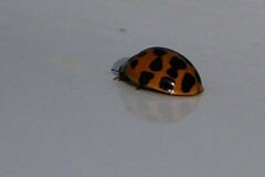 Harmonia axyridis