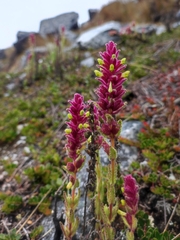 Neobartsia