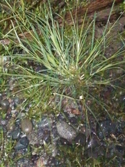Eleusine indica