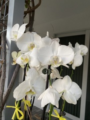 Phalaenopsis aphrodite